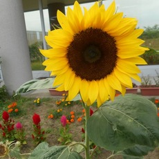 c2016.8.16 1.jpg
